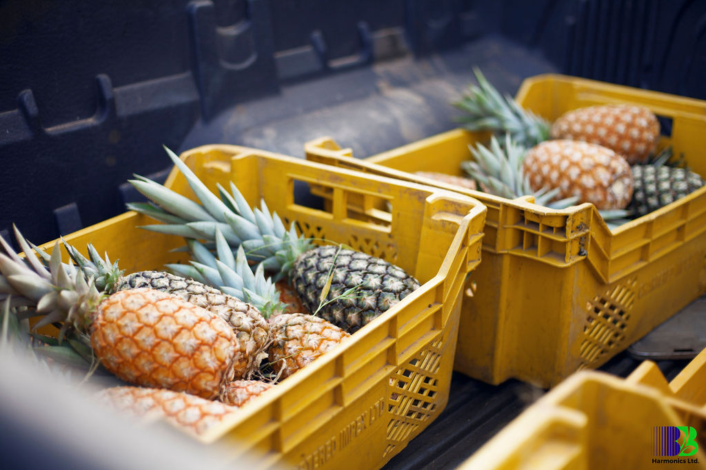 Fresh pineapples from the B&B Harmonics farm