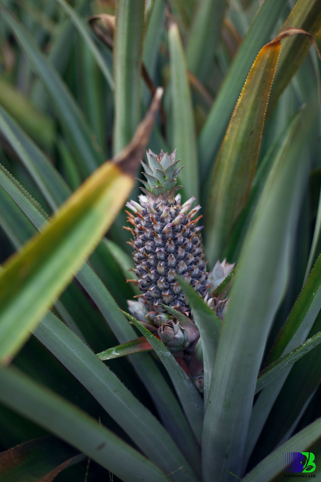 Pineapple export operations