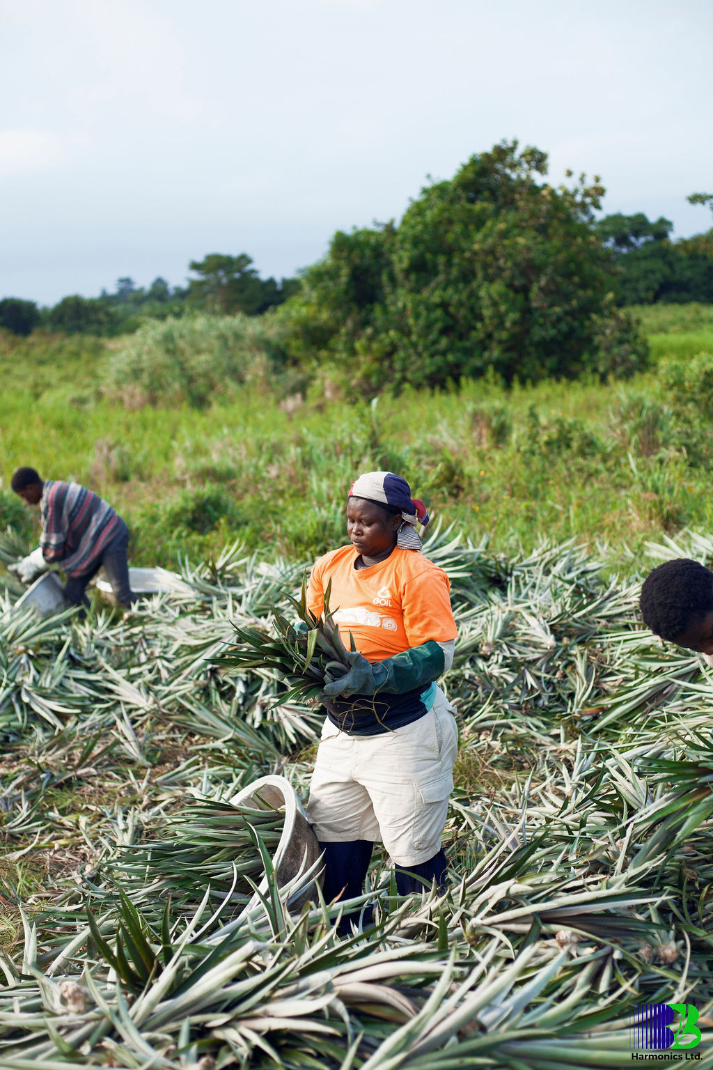 Pineapple rows grown under regenerative, climate-smart farming practices